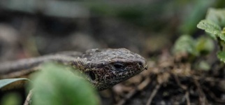image of animal