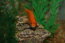 image of goldfish