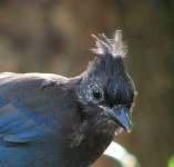 image of jay