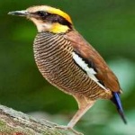 image of bird