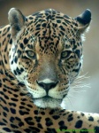 image of jaguar_car