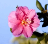 image of flower