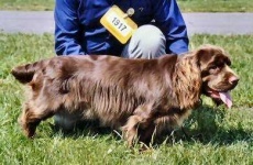 image of sussex_spaniel #4