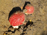 image of agaric