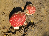 image of agaric #11