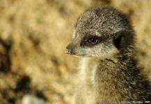 image of meerkat
