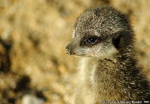 image of meerkat #2