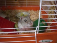 image of hamster