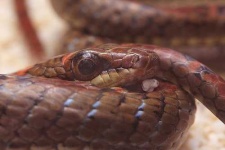 image of ringneck_snake