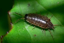 image of isopod