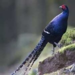 image of bird