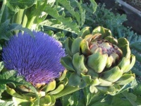 image of artichoke_flower #34