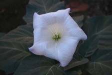 image of flower