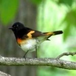 image of bird