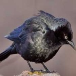 image of bird