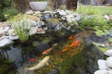 image of pond