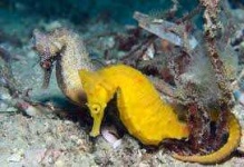 image of seahorse #17