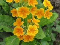 image of flower