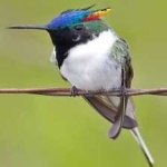 image of bird