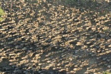 image of animal_migration