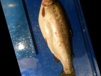 image of fish
