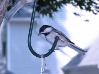 image of chickadee