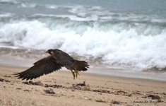 image of animal
