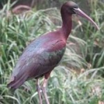 image of bird