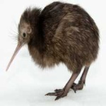 image of bird
