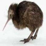 image of bird_kiwi #14