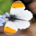 image of butterfly #29