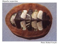 image of chiton