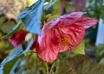 image of flower
