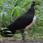 image of bird