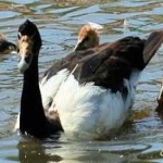 image of bird