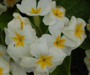 image of flower