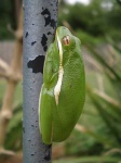 image of tree_frog #1