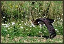 image of black_stork