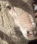 image of animal