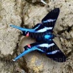 image of animal
