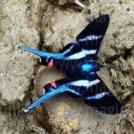 image of metalmark #23