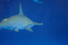 image of hammerhead