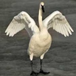 image of bird