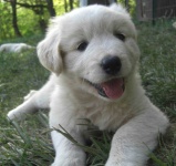 image of eskimo_dog