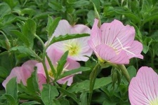 image of flower