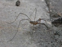 image of harvestman