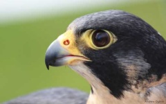 image of falcon
