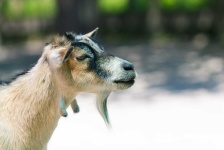 image of animal