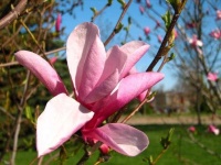 image of magnolia #40