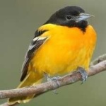 image of bird